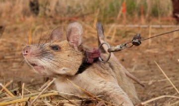 Una rata gigante africana fue premiada por su valor al detectar minas  explosivas en Camboya
