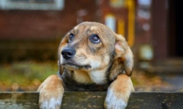 Países Bajos erradicó los perros abandonados y se convirtió en un modelo mundial