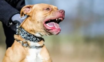 Un joven salió a caminar con su mamá y fue salvajemente atacado por un pitbull