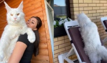 El asombroso mundo de Kefir: el gato más grande de Rusia que se volvió viral en redes