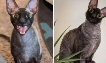 Compartió a su "gato demonio" y el animal se hizo viral por su particular aspecto