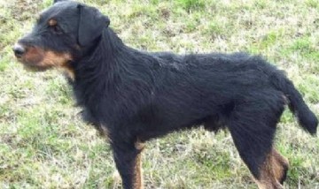 El perro más fiel del mundo: recorrió casi 400 kilómetros para volver a su casa