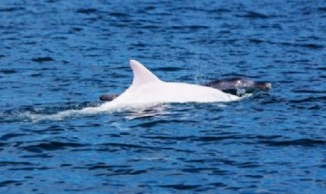 ¡Increíble! Avistaron una rara orca completamente blanca nadando en Alaska
