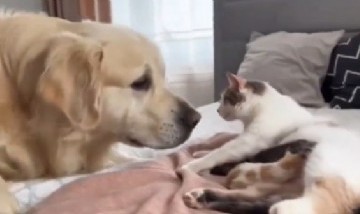 Viral: la reacción de este perro al conocer a las crías de la gatita con la que vivió toda su vida
