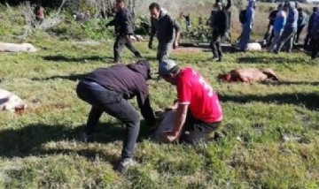Camión jaula volcó sobre la ruta y centenares de vecinos faenaron los cerdos en plena ruta