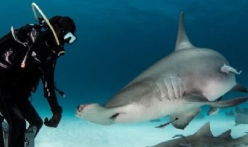 El fotógrafo que se retrató con tiburones martillo en lo profundo del océano