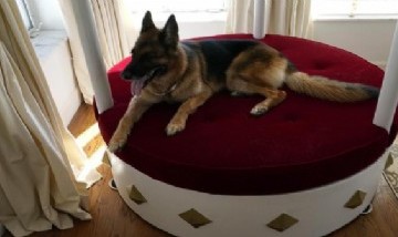 El perro más rico del mundo vende su casa en Miami por casi 32.000.000 dólares