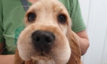 Sonja, la perra que se volvió viral después de tratar de comerse unas abejas