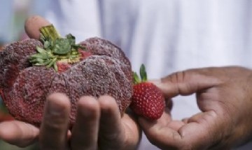 Récord Guinness: cultivaron la frutilla más grande del mundo