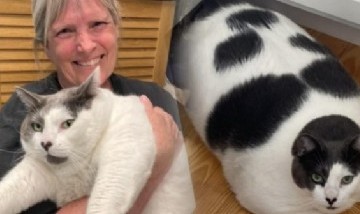 Patches, un enorme gato que alcanza los 19 kilos, fue adoptado después de hacerse viral
