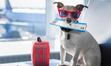 Más de la mitad de los argentinos quiere vacacionar con sus mascotas