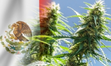 Se aprueba el uso recreativo de la marihuana