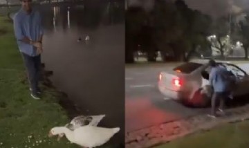 Robó dos gansos de los Lagos de Palermo y los llevó a nadar a su pileta