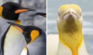 Viral: captan un increíble pingüino de color amarillo en una isla y causa furor