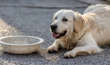 Un juez declara que los perros son "familia cercana" y permite a su dueño pedir indemnización por el atropello de su mascota