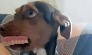 Viral: Perra "robó" dentadura postiza