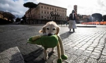 Llamativa medida: Una ciudad italiana bajará impuestos a quienes adopten perros