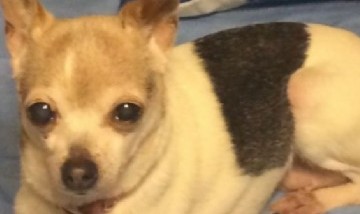 Un Toy Fox Terrier rompió el récord del perro más viejo del mundo