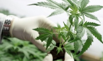 La Universidad de San Luis firmó un convenio para el desarrollo del cannabis medicinal