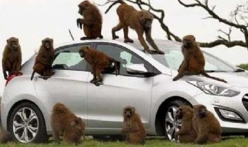 Un grupo de monos se armó con cuchillos y generó terror en un parque de safari