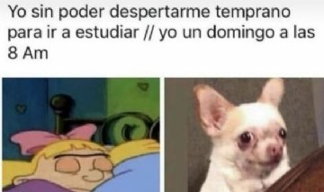 DESVELO