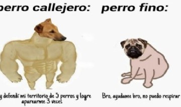 "Perro grande y perro chico": La historia del meme furor del momento