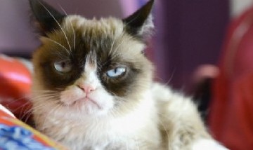 Gatos cada vez más agresivos en cuarentena. Mucho tiempo con gente los fastidia
