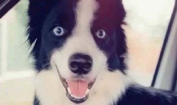 Perrita Border Collie se vuelve la más saltarina de Inglaterra. Sus saltos son virales