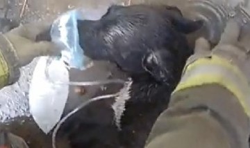 Emocionante video: Un bombero le hizo RCP a un perrito y le salvó la vida