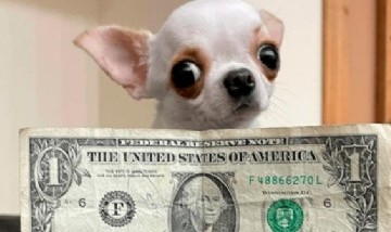Pearl, la chihuahua que mide menos de 10 cm, obtiene el récord Guinness por su diminuto tamaño