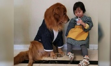 Viral: el perro golden que defendió a una niña de la furia de su madre por una travesura