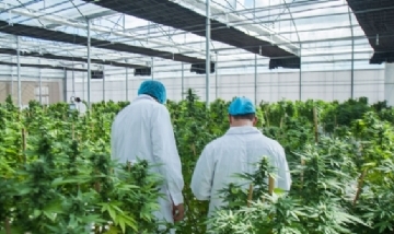 El Estado nacional plantará cannabis en Río Negro