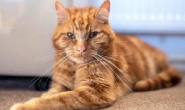 Un gato recorrió más de 64 kilómetros para encontrarse con sus antiguos dueños