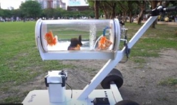 Youtuber crea una pecera portátil para llevar a sus peces a pasear al parque