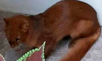 Un puma en peligro de extinción apareció en el patio de una casa de Entre Ríos