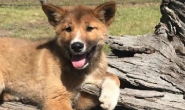 Adoptaron un perro y resultó ser una especie vulnerable