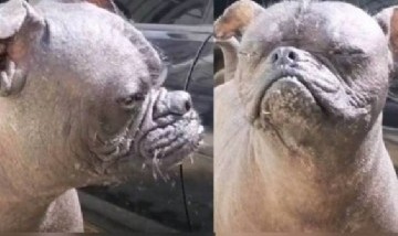 "Pugitzcuintle": El perro más famoso de la plataforma TikTok