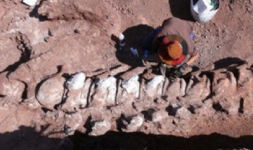 Neuquén: hallaron restos de un dinosaurio que sería el más grande de la historia