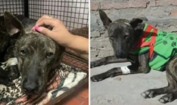Salta: un hombre baleó a un perro y deberá pagar casi 200 mil pesos de multa