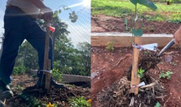 Plantaron árboles en los alrededores del Parque de la Ciudad de Posadas