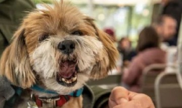 Los millennial prefieren tener perros que hijos y los quieren más que a sus familiares