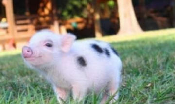 La moda de los mini pigs llegó a Argentina
