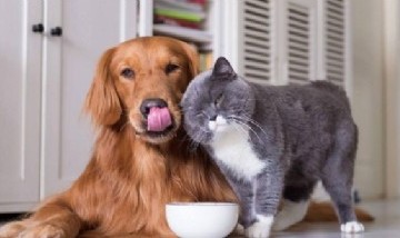 ¿Las mascotas? Un hijo más: Así las empezarán a considerar en España