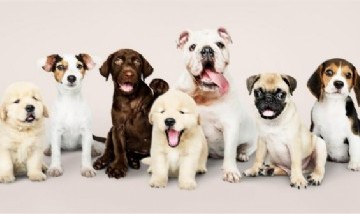 Descubren cuáles son los motivos por los que los perros lamen a las personas