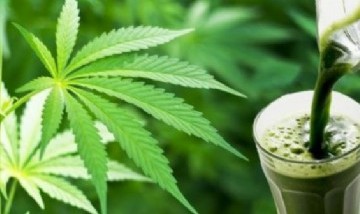Bebidas cannábicas: presente y futuro de un boom industrial que gana cada vez más lugar