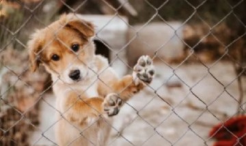 Aprobaron una ley para proteger animales de compañía como "seres sintientes"