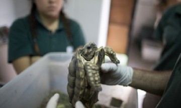 El ex zoológico de CABA trabaja con la provincia de Buenos Aires y otras 15 provincias en la conservación de especies en peligro