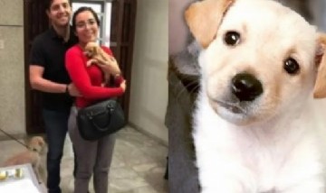 Horror: pareja adoptaba cachorros para alimentar a sus serpientes
