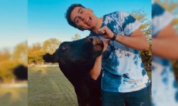 Un joven adoptó una vaca de mascota y sus videos son furor en TikTok