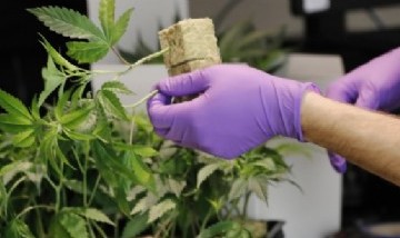 El compuesto del cannabis podría funcionar como protector solar según una investigación